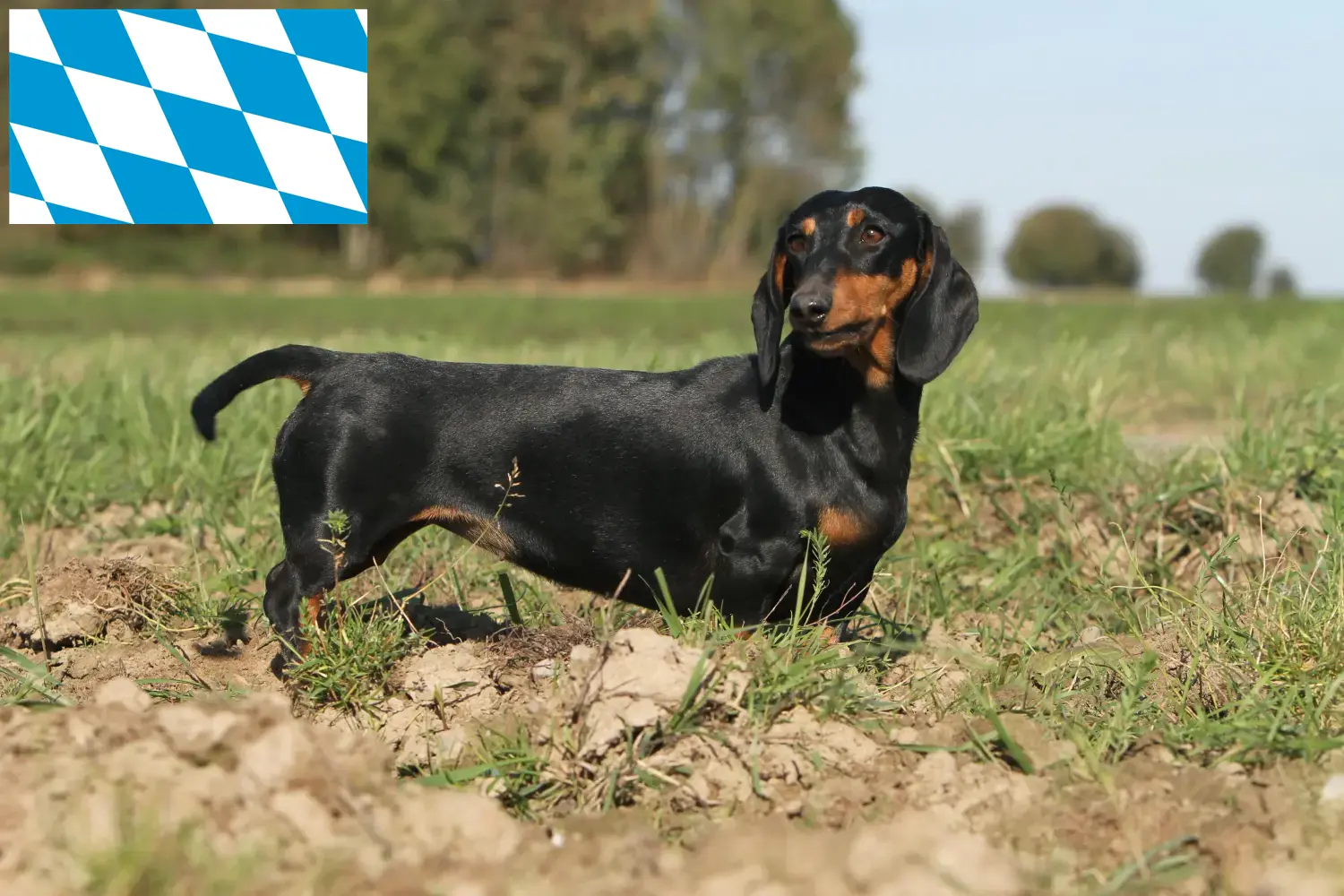 Dachshund cachorros e criadores Baviera Aqui pode encontrar criadores de Teckel na Baviera.