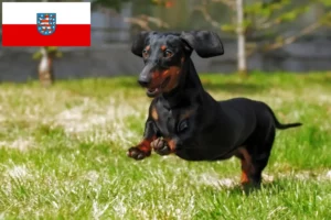 Read more about the article Criadores de Teckel e cachorros em Turíngia