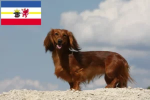 Read more about the article Criadores de Teckel e cachorros em Mecklenburg-Vorpommern