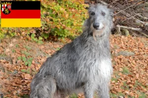 Read more about the article Criadores de cervos e cachorros em Renânia-Palatinado