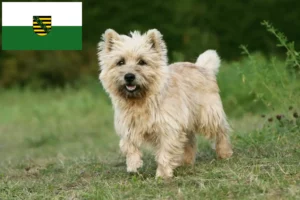 Read more about the article Criadores de Cairn Terrier e cachorros em Saxónia