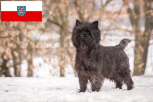 Read more about the article Criadores de Cairn Terrier e cachorros em Thuringia