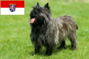 Read more about the article Criadores de Cairn Terrier e cachorros em Hessen