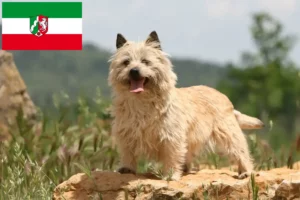 Read more about the article Criadores de Cairn Terrier e cachorros em Renânia do Norte-Vestefália