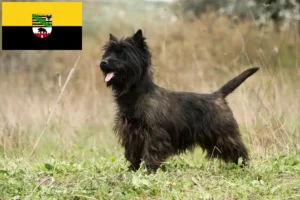 Read more about the article Criadores de Cairn Terrier e cachorros em Saxónia-Anhalt
