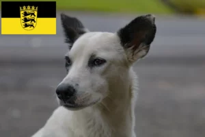 Read more about the article Canaã criadores de cães e cachorros em Baden-Württemberg