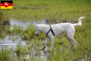 Read more about the article Criadores de cães de Canaã e cachorros na Baixa Saxónia