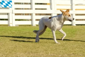 Read more about the article Criadores de cães de Canaã e cachorros na Baviera