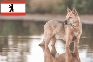 Read more about the article Canaã Criador de cães e cachorros em Berlim