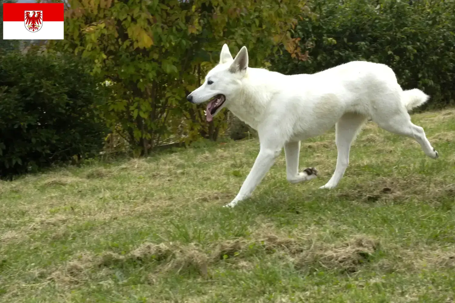 Read more about the article Canaã Criador de cães e cachorros em Brandenburg