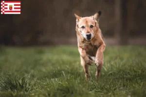 Read more about the article Canaã Criador de cães e cachorros em Bremen