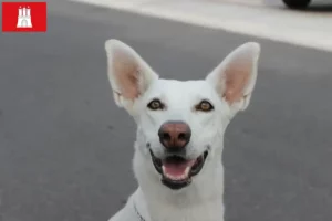 Read more about the article Canaã Criador de cães e cachorros em Hamburgo