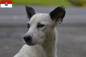 Read more about the article Canaã criadores de cães e cachorros em Hessen