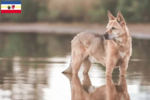 Read more about the article Criadores de cães de Canaã e cachorros em Mecklenburg-Vorpommern