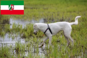 Read more about the article Canaã criadores de cães e cachorros em Renânia do Norte-Vestefália