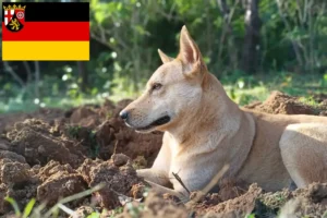 Read more about the article Criadores de cães de Canaã e cachorros em Renânia-Palatinado