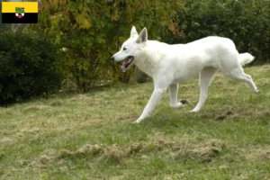 Read more about the article Criadores de cães de Canaã e cachorros em Saxónia-Anhalt