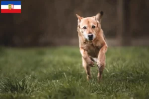 Read more about the article Canaã criadores de cães e cachorros em Schleswig-Holstein