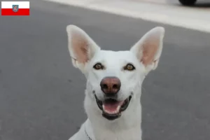 Read more about the article Canaã criadores de cães e cachorros em Turíngia