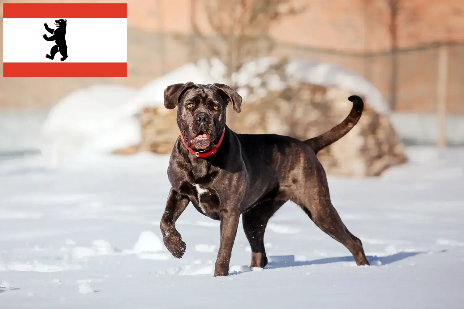 Cane Corso Italiano cachorros e criadores Berlim Aqui pode encontrar criadores de Cane Corso Italianos em Berlim.