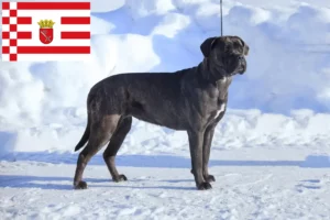 Read more about the article Cane Corso Italiano criadores e cachorros em Bremen