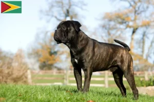 Read more about the article Criadores de Cane Corso Italiano e cachorros na Guiana