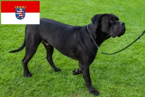 Read more about the article Criadores de Cane Corso Italiano e cachorros em Hessen