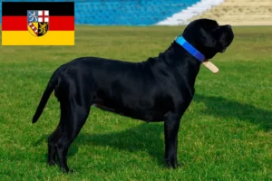 Read more about the article Criadores de Cane Corso Italiano e cachorros em Sarre