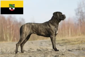 Read more about the article Criadores de Cane Corso Italiano e cachorros em Saxónia-Anhalt
