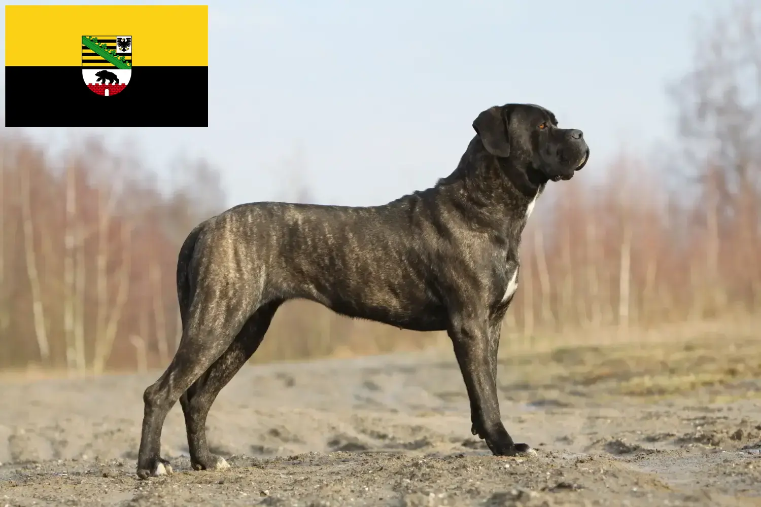 Cane Corso Italiano cachorros e criadores Saxónia-Anhalt Aqui pode encontrar criadores de Cane Corso Italianos em Saxónia-Anhalt.