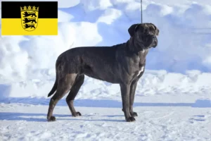Read more about the article Criadores de Cane Corso Italiano e cachorros em Baden-Württemberg