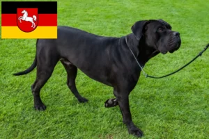 Read more about the article Criadores de Cane Corso Italiano e cachorros na Baixa Saxónia