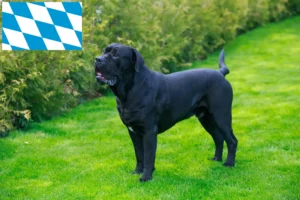 Read more about the article Criadores de Cane Corso Italiano e cachorros na Baviera