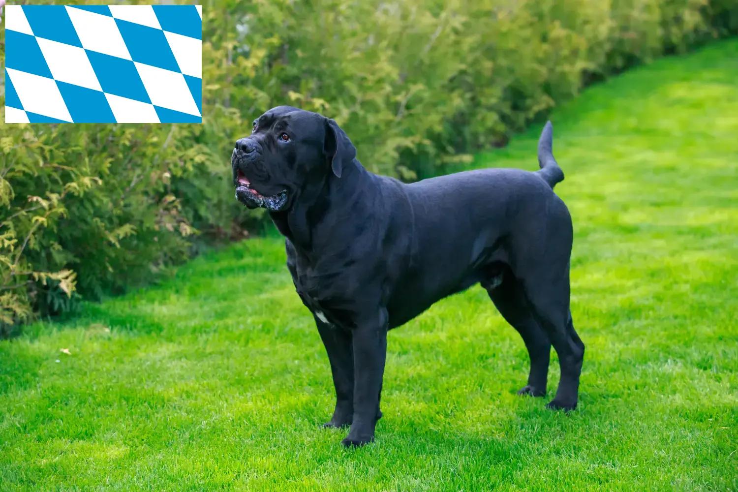 Cane Corso Italiano cachorros e criadores Bavaria Aqui pode encontrar criadores de Cane Corso Italianos na Baviera.