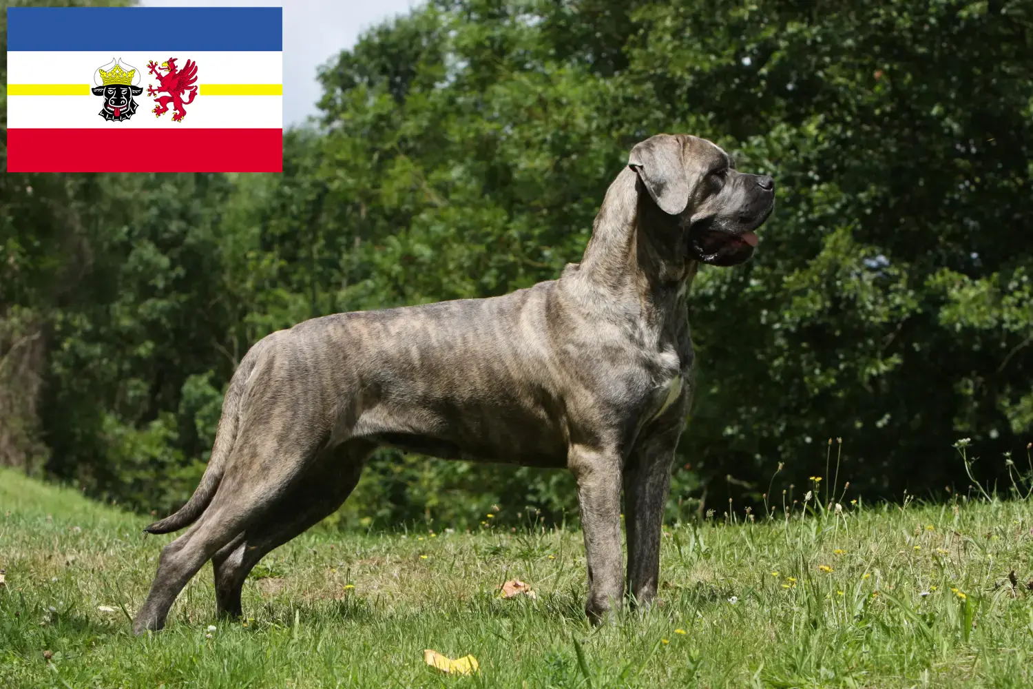 Cane Corso Italiano cachorros e criadores Mecklenburg-Vorpommern Aqui pode encontrar criadores de Cane Corso Italianos em Mecklenburg-Vorpommern.