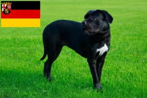 Read more about the article Criadores de Cane Corso Italiano e cachorros em Renânia-Palatinado