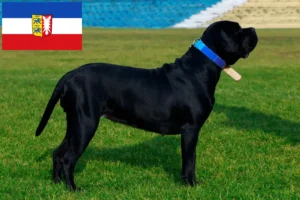 Read more about the article Criadores de Cane Corso Italiano e cachorros em Schleswig-Holstein