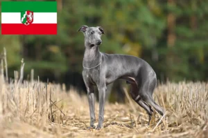 Read more about the article Criadores de sinos de vento italianos e cachorros na Renânia do Norte-Vestefália