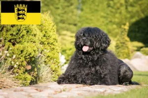 Read more about the article Cão de Agua português criadores e cachorros em Baden-Württemberg