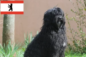 Read more about the article Cão de Agua português criadores e cachorros em Berlim