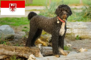 Read more about the article Cão de Agua português criadores e cachorros em Brandenburg