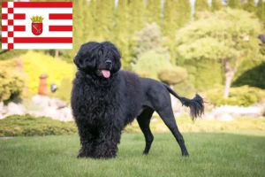 Read more about the article Cão de Agua português criadores e cachorros em Bremen