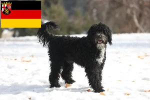 Read more about the article Cão de Agua português criadores e cachorros na Renânia-Palatinado