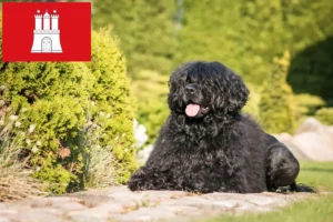 Read more about the article Cão de Agua português criadores e cachorros em Hamburgo