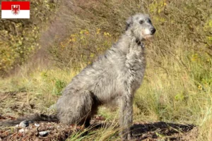 Read more about the article Criadores de cervos e cachorros em Brandenburg