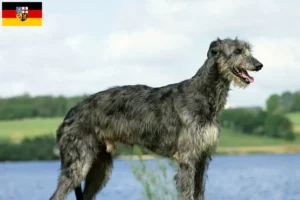 Read more about the article Criadores de cervos e cachorros em Sarre
