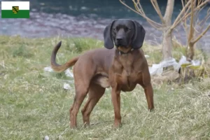 Read more about the article Criadores de Bavarian Mountain Hound e cachorros na Saxónia