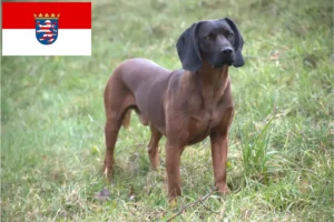 Read more about the article Criadores de Bavarian Mountain Hound e cachorros em Hesse
