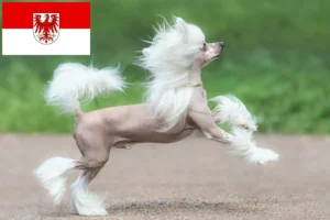 Read more about the article Criadores de cães de crista chinês e cachorros em Brandenburg