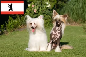 Read more about the article Criador de cães de crista chinês e cachorros em Berlim